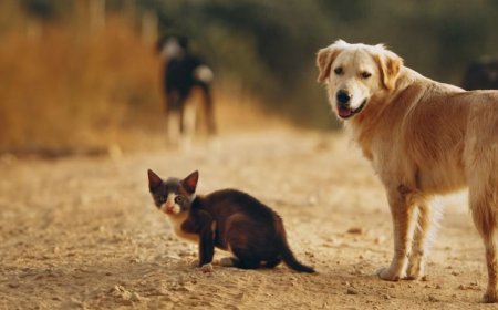 The Essential Guide to Pet Grooming in Pune: Ensuring Hygiene for Your Furry Friends