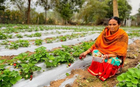 Vedanta’s “Project Sangam” empowers Kalahandi farmers through strawberry cultivation