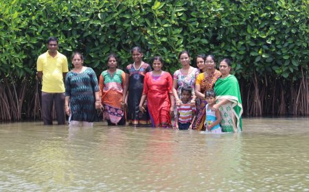 Mangrove Ecosystems: Nature's Living Shield Against Climate Change and Coastal Disasters