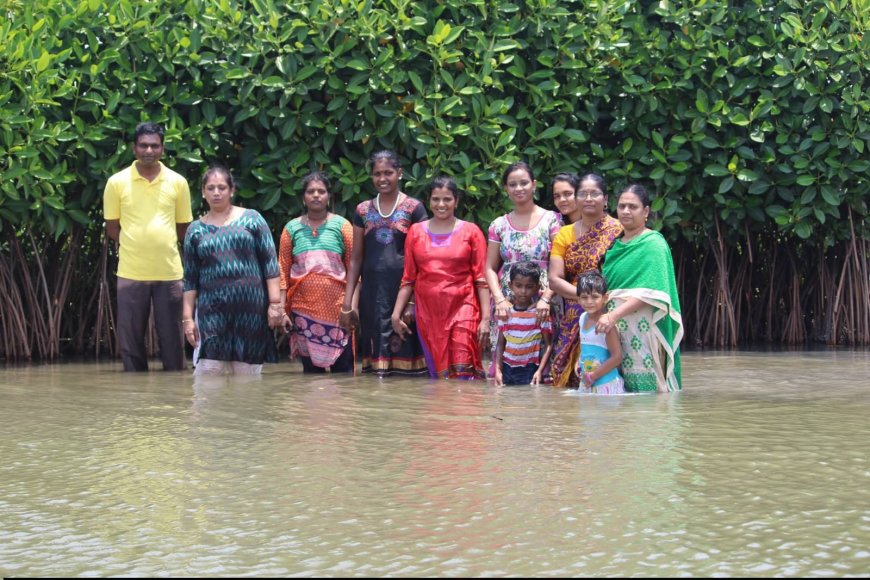 Mangrove Ecosystems: Nature's Living Shield Against Climate Change and Coastal Disasters