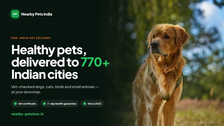 From a Small Office in Punjab to Homes Across India: The Nearby Pets India Story